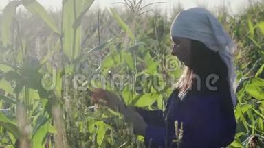 女农学家或<strong>农民用</strong>平板<strong>电脑</strong>检查田间绿色玉米的质量